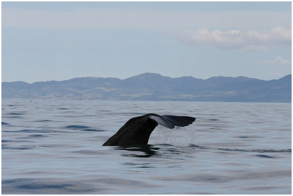 14 - Kaikoura (31).jpg